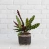 6" Rattlesnake Calathea Indoor Plant + Charcoal Planter Basket -Cheap Plantly Store D73A2059 Edit