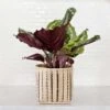 6" Prayer Plant + Striped Noir Basket Planter 1 6" Prayer Plant + Striped Noir Basket Planter -Cheap Plantly Store D73A8864 Edit