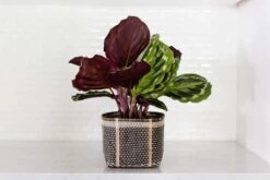 6" Prayer Plant + Charcoal Planter Basket