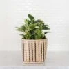 6" Marble Peperomia + Striped Noir Basket Planter 1 6" Marble Peperomia + Striped Noir Basket Planter -Cheap Plantly Store D73A8877 Edit