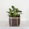 6" Marble Peperomia + Charcoal Planter Basket -Cheap Plantly Store D73A8885 Edit
