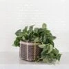 6" Satin Pothos + Charcoal Planter Basket 2 6" Satin Pothos + Charcoal Planter Basket -Cheap Plantly Store D73A8931 Edit