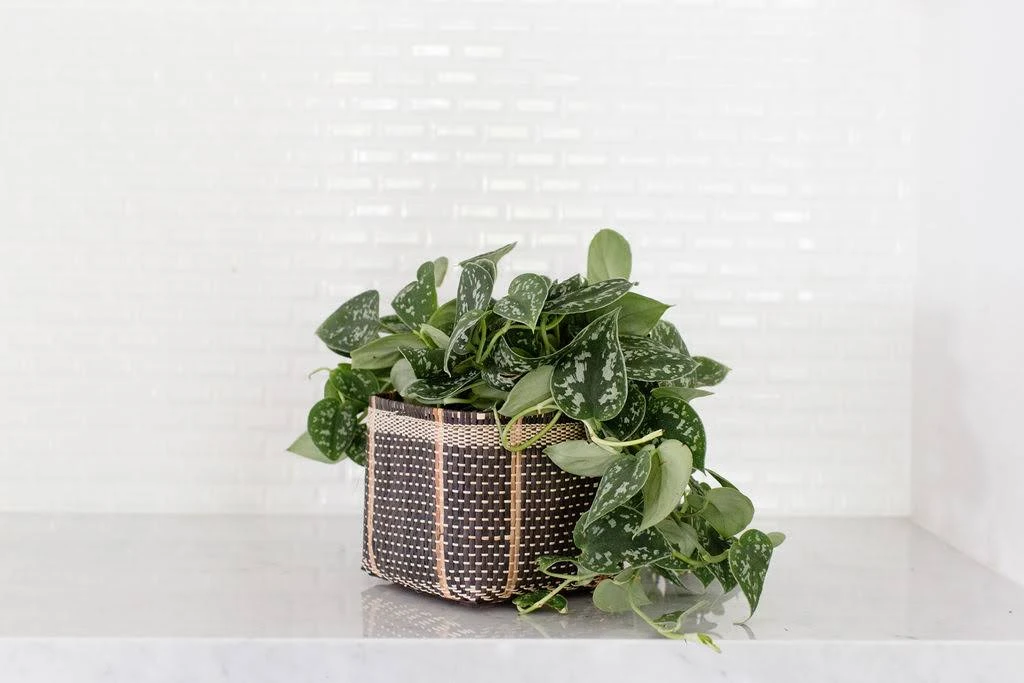 6" Satin Pothos + Charcoal Planter Basket 3 6" Satin Pothos + Charcoal Planter Basket