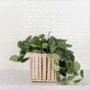 6" Satin Pothos + Striped Noir Planter Basket -Cheap Plantly Store D73A8941 Edit