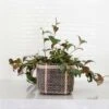 6" Lipstick Black Pagoda + Woven Planter Basket 1 6" Lipstick Black Pagoda + Woven Planter Basket -Cheap Plantly Store D73A8956 Edit