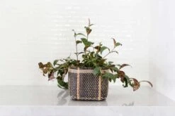 6" Lipstick Black Pagoda + Woven Planter Basket