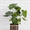 6" Monstera Split Leaf + Charcoal Planter Basket 2 6" Monstera Split Leaf + Charcoal Planter Basket -Cheap Plantly Store D73A9019 Edit