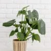 6" Monstera Split Leaf + Striped Noir Basket Planter -Cheap Plantly Store D73A9026 Edit