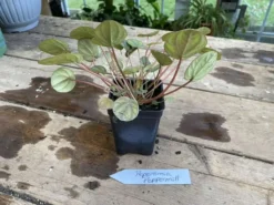 Peperomia Peppermill 2.5 Inch Tall Pot Live Plant 10 Peperomia Peppermill 2.5 Inch Tall Pot Live Plant -Cheap Plantly Store D74E3159 D745 48DB 9AEB 277F6B1605B9 1 105 c