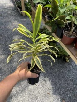 Dracaena Song Of India 4" Pot Live Plant -Cheap Plantly Store D80B9AA0 58CA 4ADF 973B D64AF6C5561F 1 105 c
