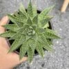 Aloe Aristata Or Lace Aloe 3 Inch Pot Hybrid Aloe Live Starter Pl -Cheap Plantly Store D8213478 09F1 4856 9CB6 D6611356CBE0 1 105 c