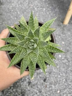 Aloe Aristata Or Lace Aloe 3 Inch Pot Hybrid Aloe Live Starter Pl