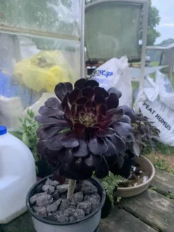 Aeonium Black Rose -Cheap Plantly Store D859E667 07C7 4FB5 B7CF BFCF579BA172 rotated 1
