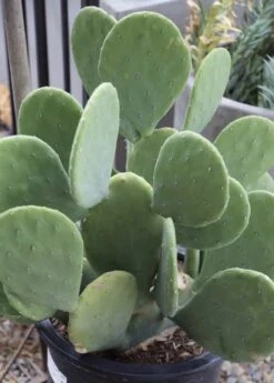 Spineless Prickly Pear Cuttings -Cheap Plantly Store D9BAAC9C 649C 4EE7 80B6 D013758CEBA0