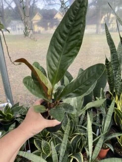 Anthurium Superbum 2.5 Tall Pot Live Starter Plant -Cheap Plantly Store DA036DEC E6DC 45A9 AD2B F3BC4C39DE80 1 105 c