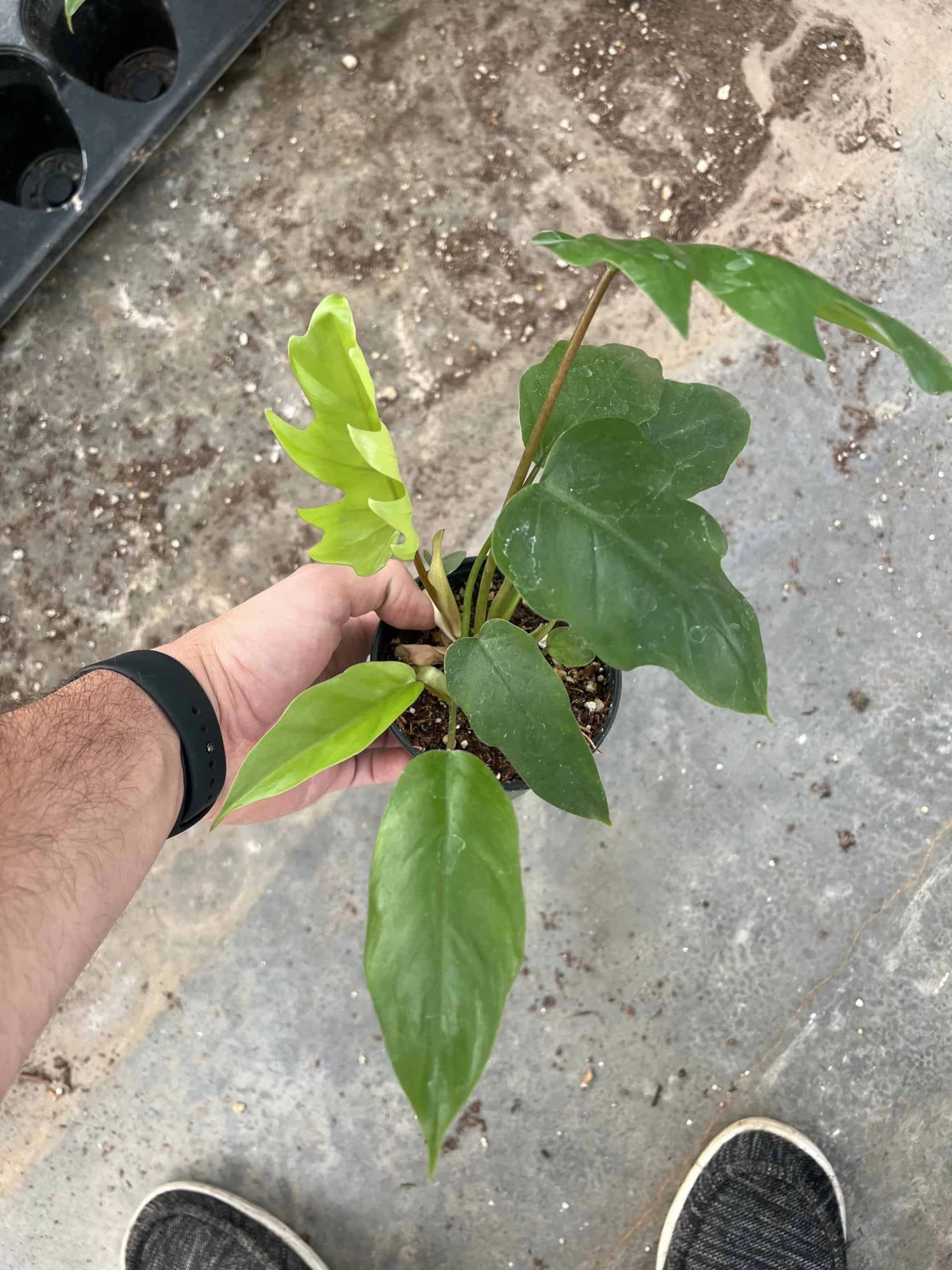 4” Philodendron Mayoi 3 4” Philodendron Mayoi