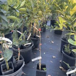 Red Navel Orange Grafted CITRUS Tree 3 Feet Tall.