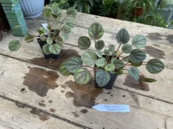 Peperomia Peppermill 2.5 Inch Tall Pot Live Plant 13 Peperomia Peppermill 2.5 Inch Tall Pot Live Plant -Cheap Plantly Store DCC363A9 3B9E 4C53 8528 736CAE1328BE 1 105 c