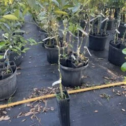 Hamlin Orange Grafted Citrus Tree. 3 Feet Tall