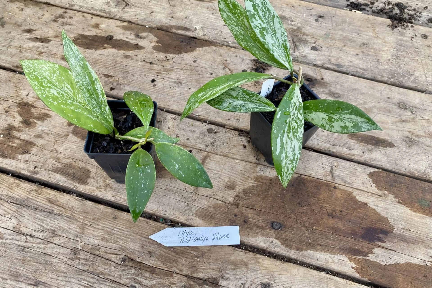 Hoya Pubicalyx Silver Splash 2 Inch Pot Rooted Starter Plant 6 Hoya Pubicalyx Silver Splash 2 Inch Pot Rooted Starter Plant - Image 4