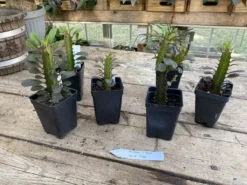 African Milk Tree Or Euphorbia Trigona Rubra Red Live Starter Suc -Cheap Plantly Store DF20B804 D7D5 4AA0 A01F C3059CD1D45D 1 105 c