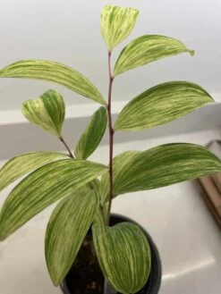 Variegated Solomon’s Seal (Polygonatum) “Fireworks”