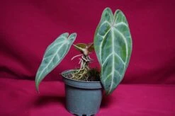 Anthurium Magnificum X Crystallinum 12 Anthurium Magnificum X Crystallinum -Cheap Plantly Store DSC6929