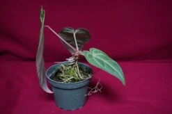 Anthurium Magnificum X Crystallinum 13 Anthurium Magnificum X Crystallinum -Cheap Plantly Store DSC6930