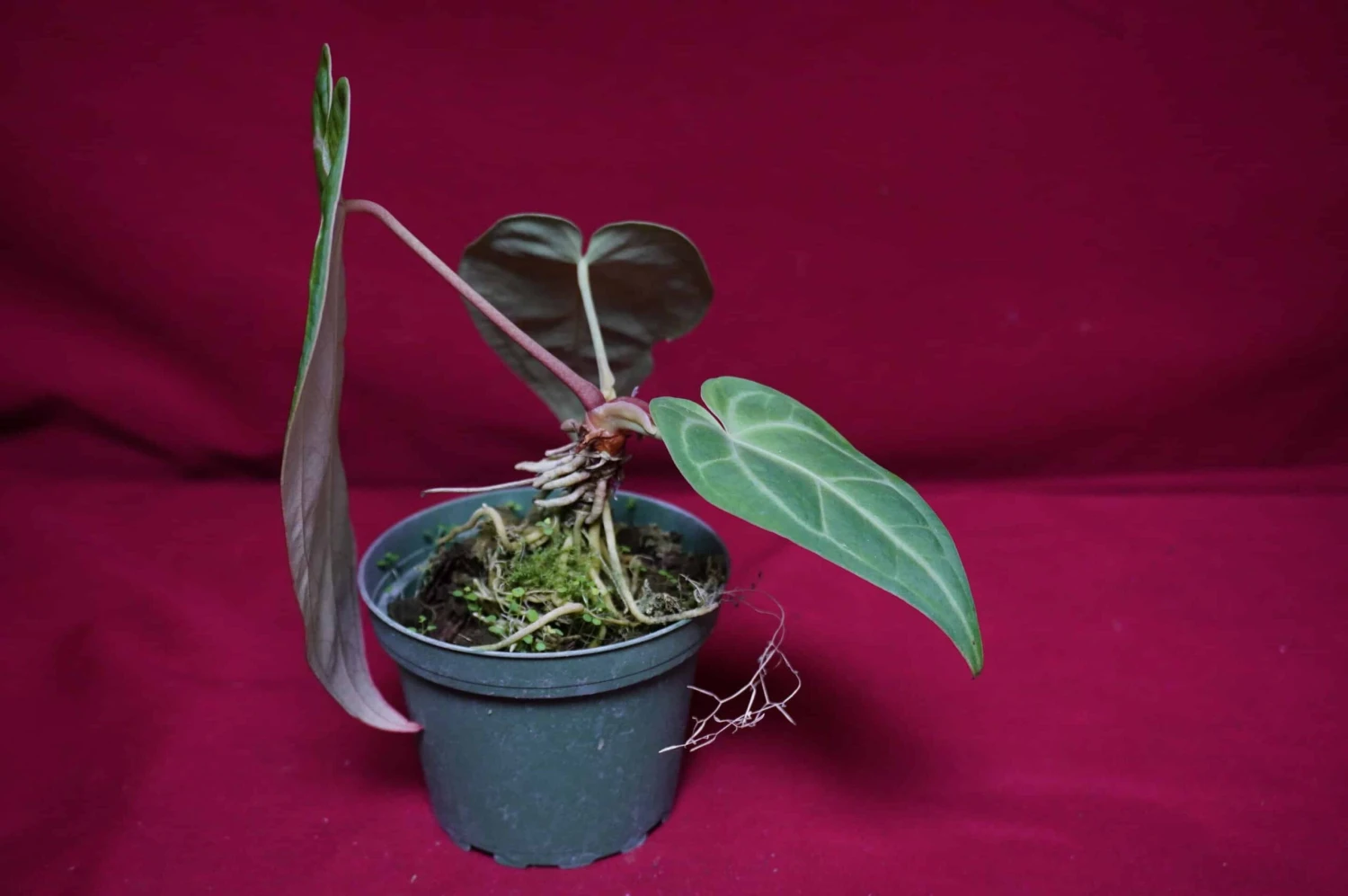 Anthurium Magnificum X Crystallinum 6 Anthurium Magnificum X Crystallinum - Image 4