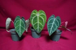 Anthurium Magnificum X Crystallinum 14 Anthurium Magnificum X Crystallinum -Cheap Plantly Store DSC6931