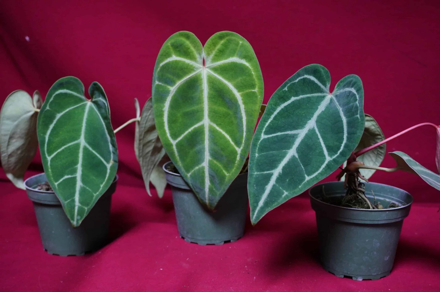 Anthurium Magnificum X Crystallinum 8 Anthurium Magnificum X Crystallinum - Image 6