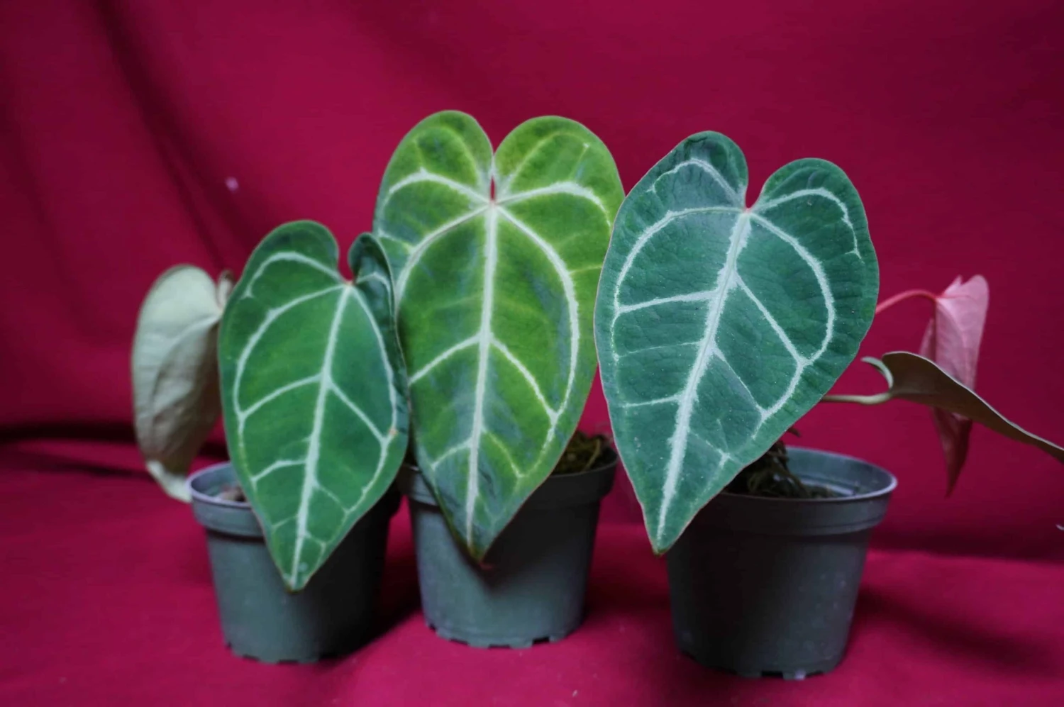 Anthurium Magnificum X Crystallinum 3 Anthurium Magnificum X Crystallinum