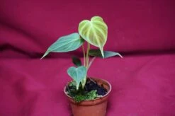 Philodendron Verrucosum Small Size -Cheap Plantly Store DSC6938