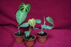 Philodendron Verrucosum Small Size -Cheap Plantly Store DSC6939