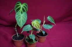 Philodendron Verrucosum Small Size -Cheap Plantly Store DSC6940