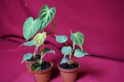 Philodendron Verrucosum Small Size -Cheap Plantly Store DSC6941