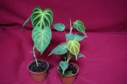 Philodendron Verrucosum Small Size -Cheap Plantly Store DSC6942