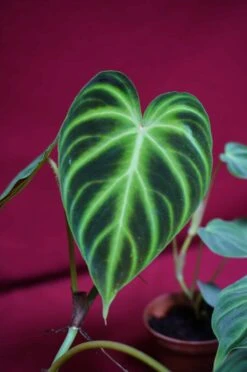 Philodendron Verrucosum Small Size -Cheap Plantly Store DSC6943 rotated 1