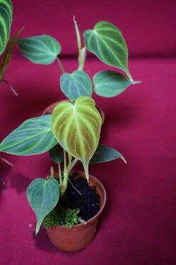 Philodendron Verrucosum Small Size -Cheap Plantly Store DSC6944 rotated 1
