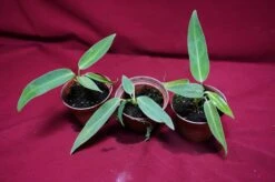 Anthurium Warocqueanum Seedling -Cheap Plantly Store DSC6948