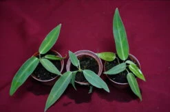 Anthurium Warocqueanum Seedling -Cheap Plantly Store DSC6949