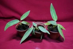 Anthurium Warocqueanum Seedling -Cheap Plantly Store DSC6950