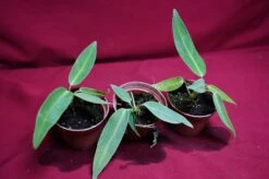 Anthurium Warocqueanum Seedling -Cheap Plantly Store DSC6952