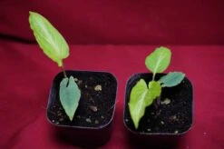 Chlorospatha Species Ex Ecuador 17 Chlorospatha Species Ex Ecuador -Cheap Plantly Store DSC6953