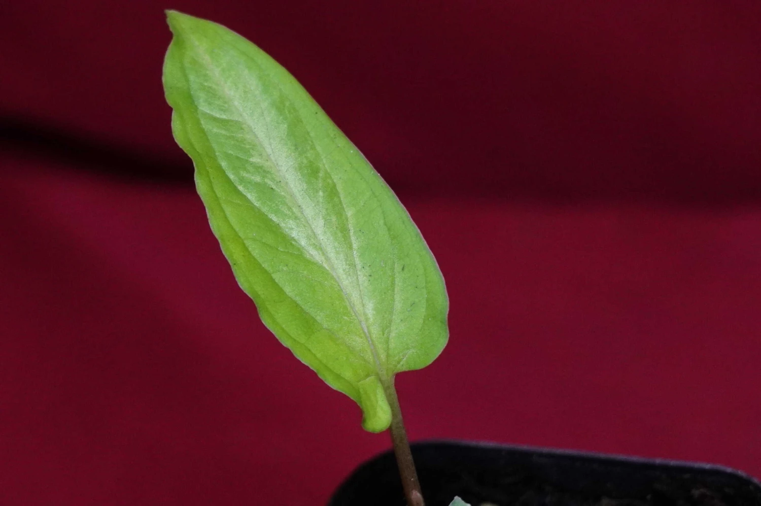 Chlorospatha Species Ex Ecuador 9 Chlorospatha Species Ex Ecuador - Image 7