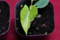 Chlorospatha Species Ex Ecuador 15 Chlorospatha Species Ex Ecuador -Cheap Plantly Store DSC6955