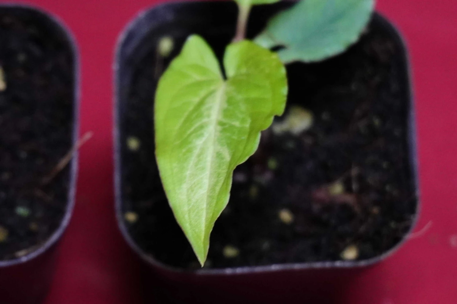 Chlorospatha Species Ex Ecuador 8 Chlorospatha Species Ex Ecuador - Image 6