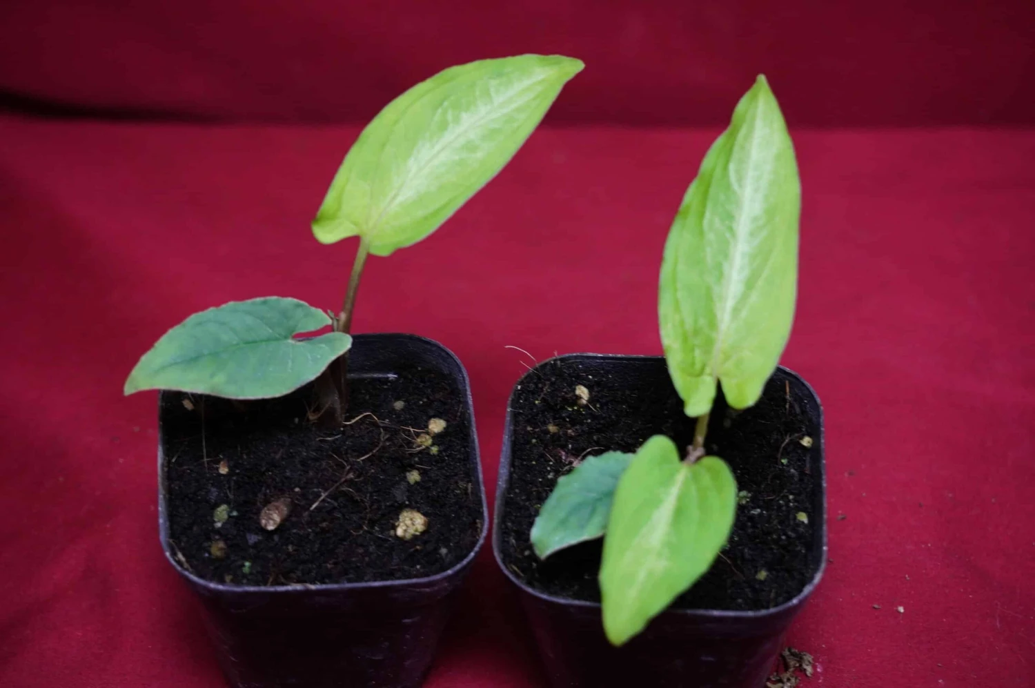 Chlorospatha Species Ex Ecuador 7 Chlorospatha Species Ex Ecuador - Image 5