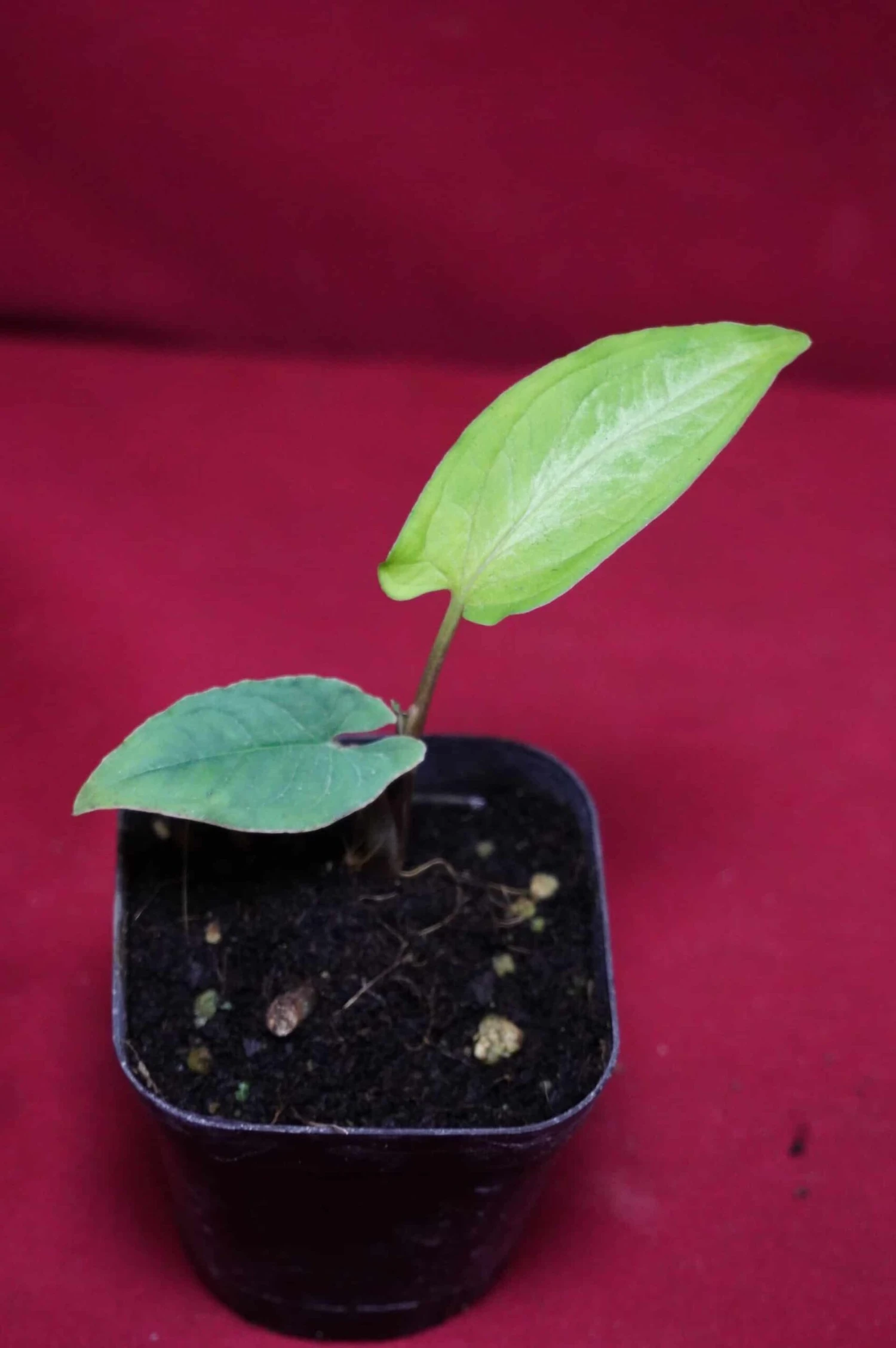 Chlorospatha Species Ex Ecuador 6 Chlorospatha Species Ex Ecuador - Image 4