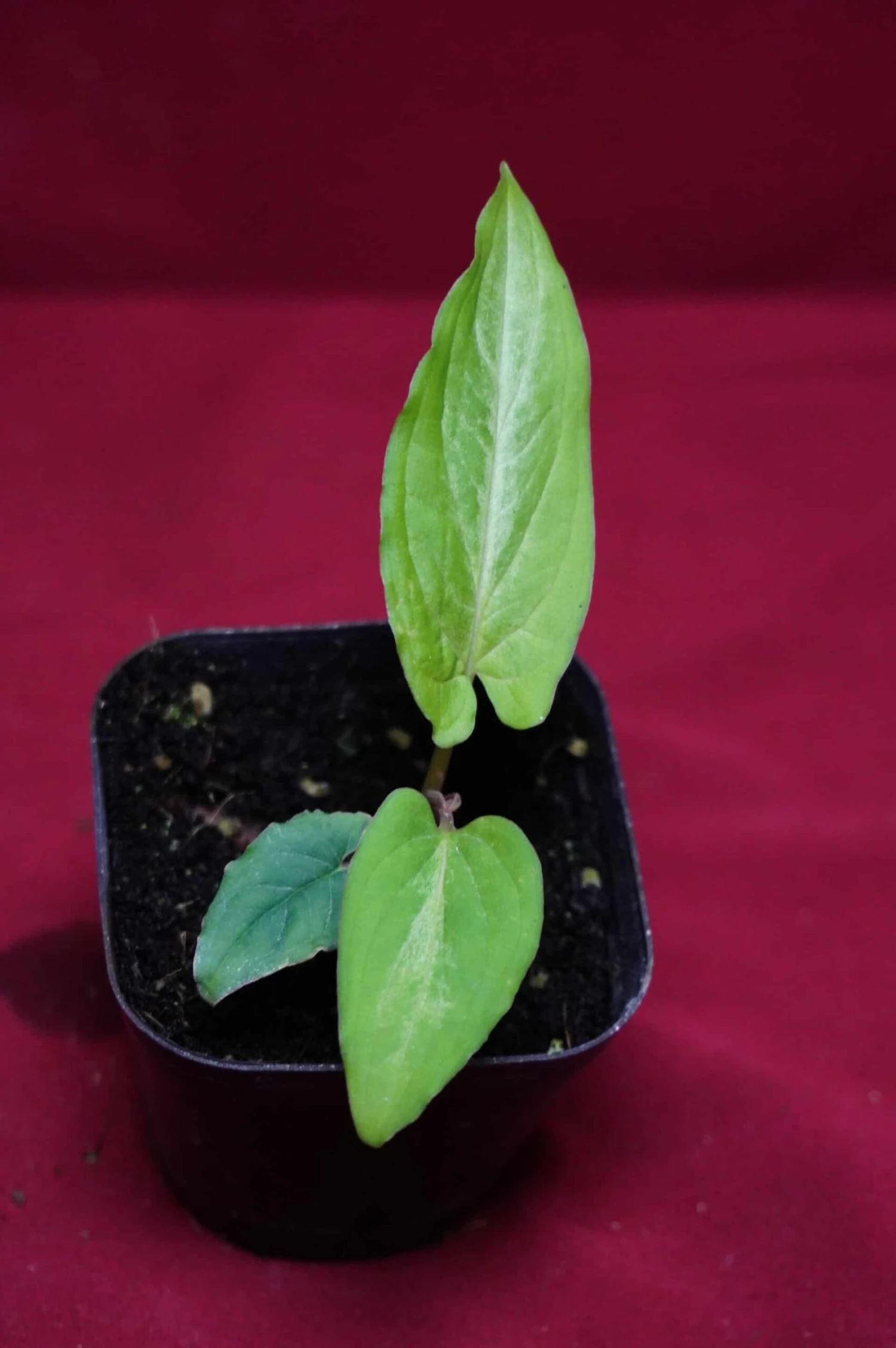 Chlorospatha Species Ex Ecuador 3 Chlorospatha Species Ex Ecuador